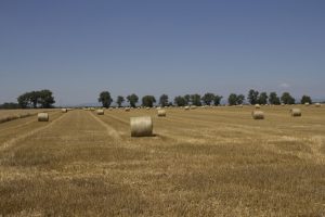 Polje