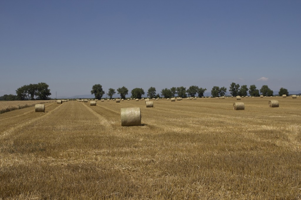 Potencijali biomase u Srbiji